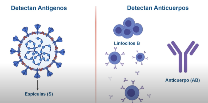 Biosensores De Grafeno Para Detectar Covid19