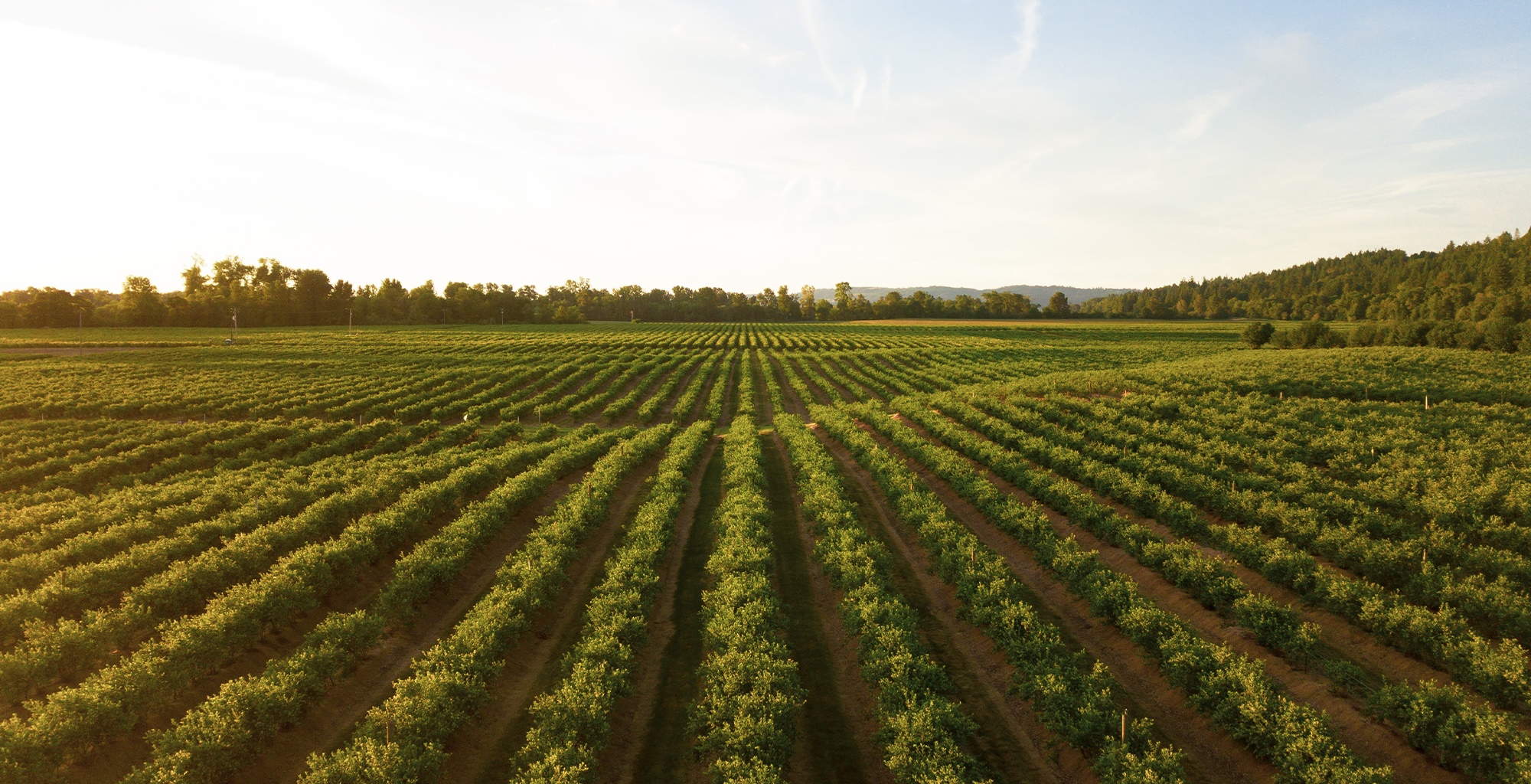 Agriculture
