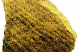 Lepidodendron aculeatum (Wikipedia)