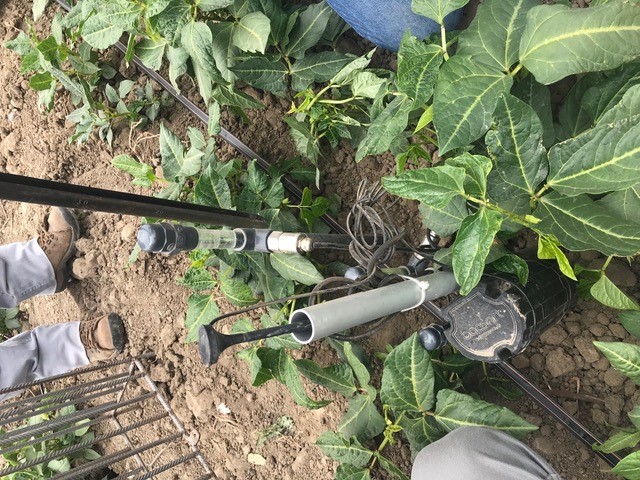 Figura 1: Tensiómetros instalados en terreno de cultivo