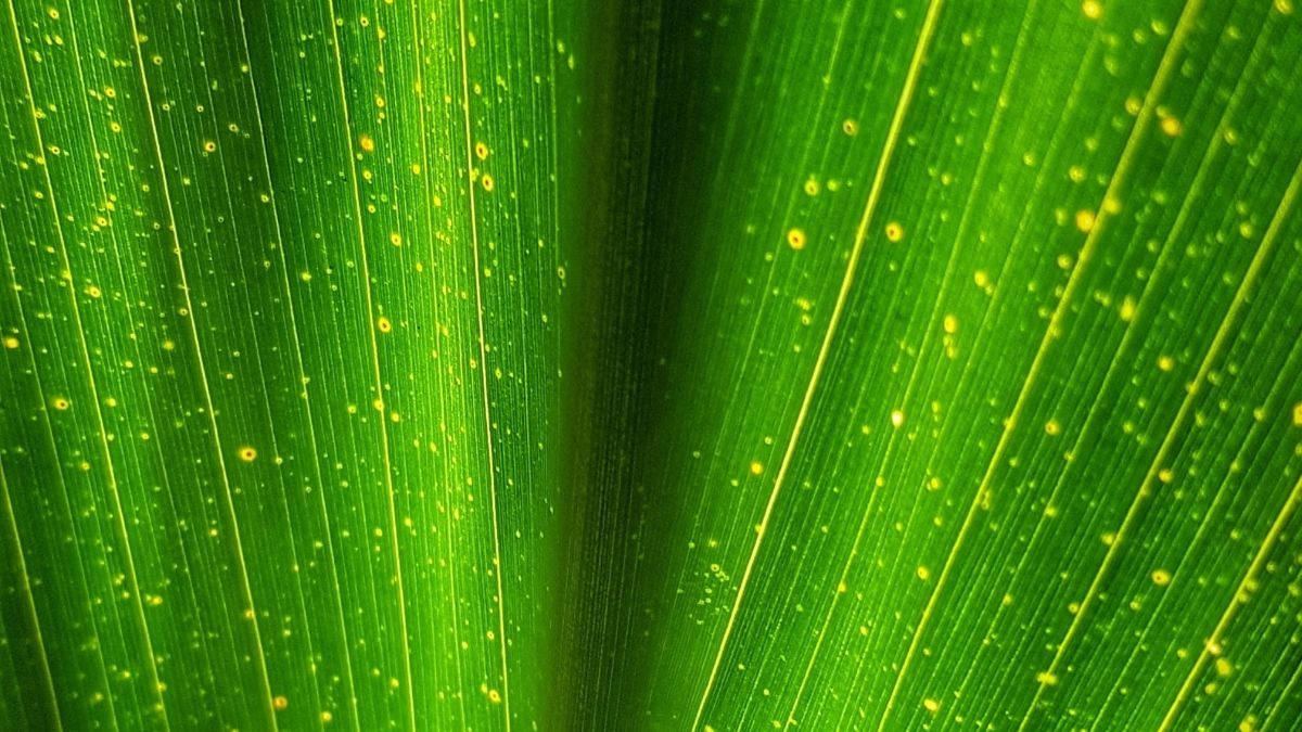 Hacia una transformación digital verde