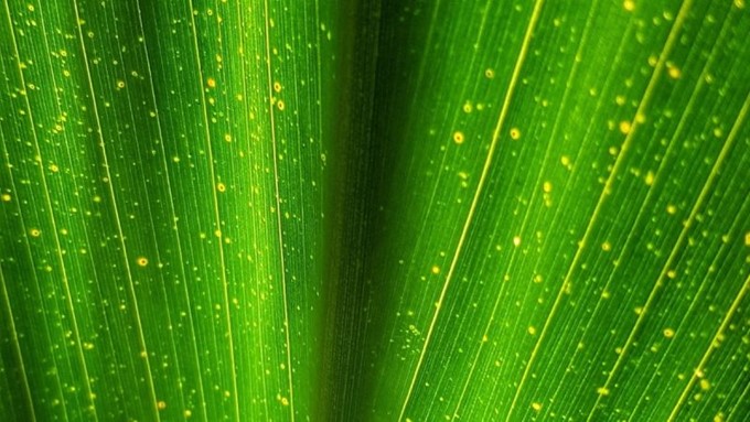 Towards a green digital transformation