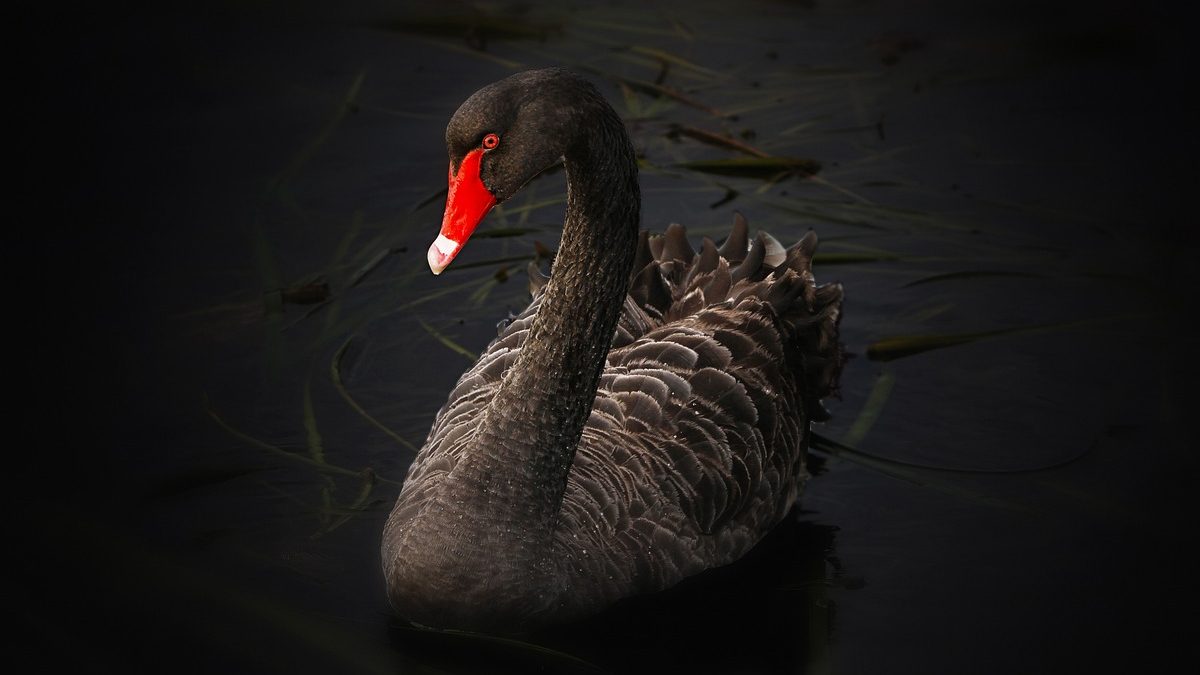 Ciberseguridad: eventos “cisne negro” en un mundo conectado
