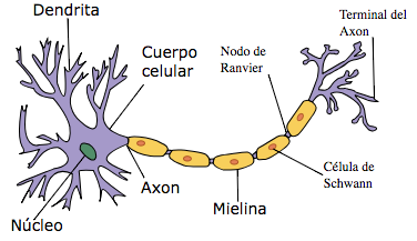 neurona del cerebro humano