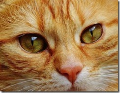 Figura 2: El cerebro artificial de Google aprende a identificar la imagen de un gato.(fuente)