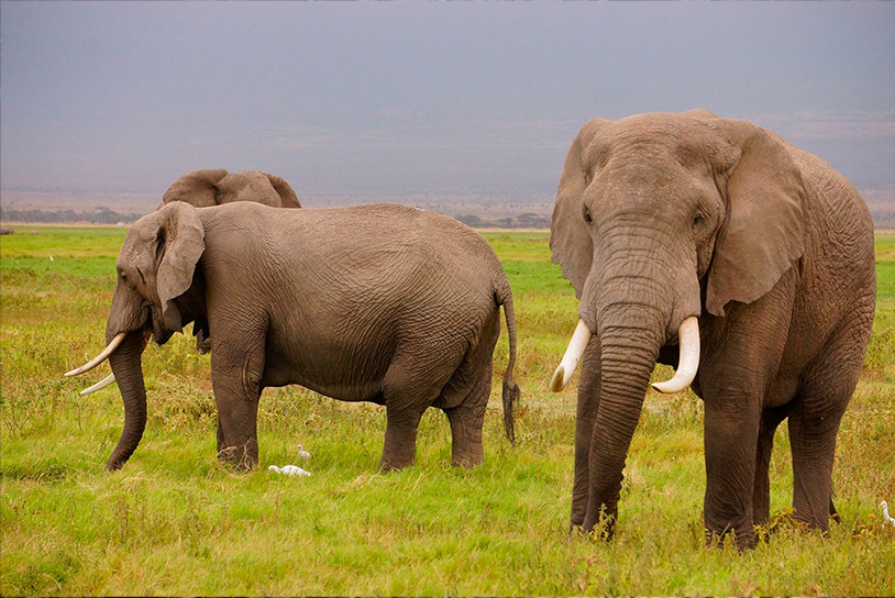 El Ecosistema Hadoop (III) : Una gran diversidad “biológica"