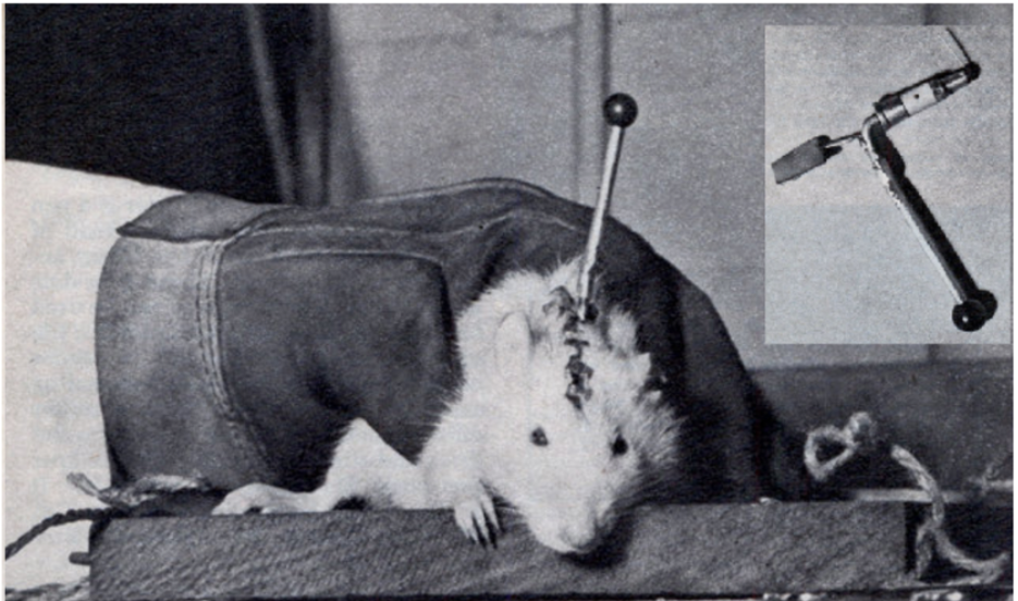 Ratón Cyborg imagen