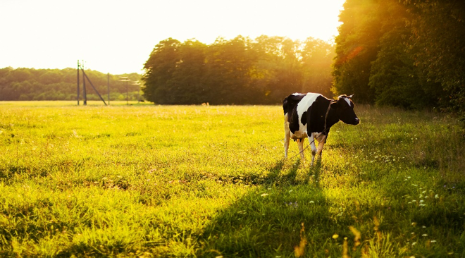 Producción de leche eficiente y responsable