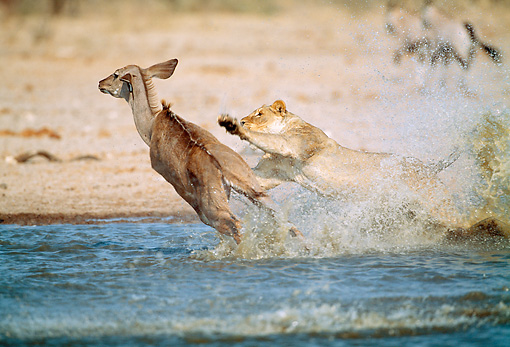 Watering hole: nuevos términos para ¿nuevos? ataques