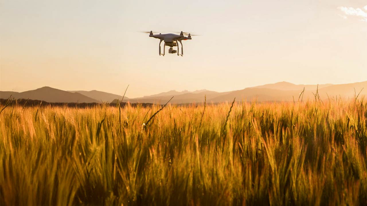Drones, AI and IoT in precision agriculture: innovation across the phenological cycle