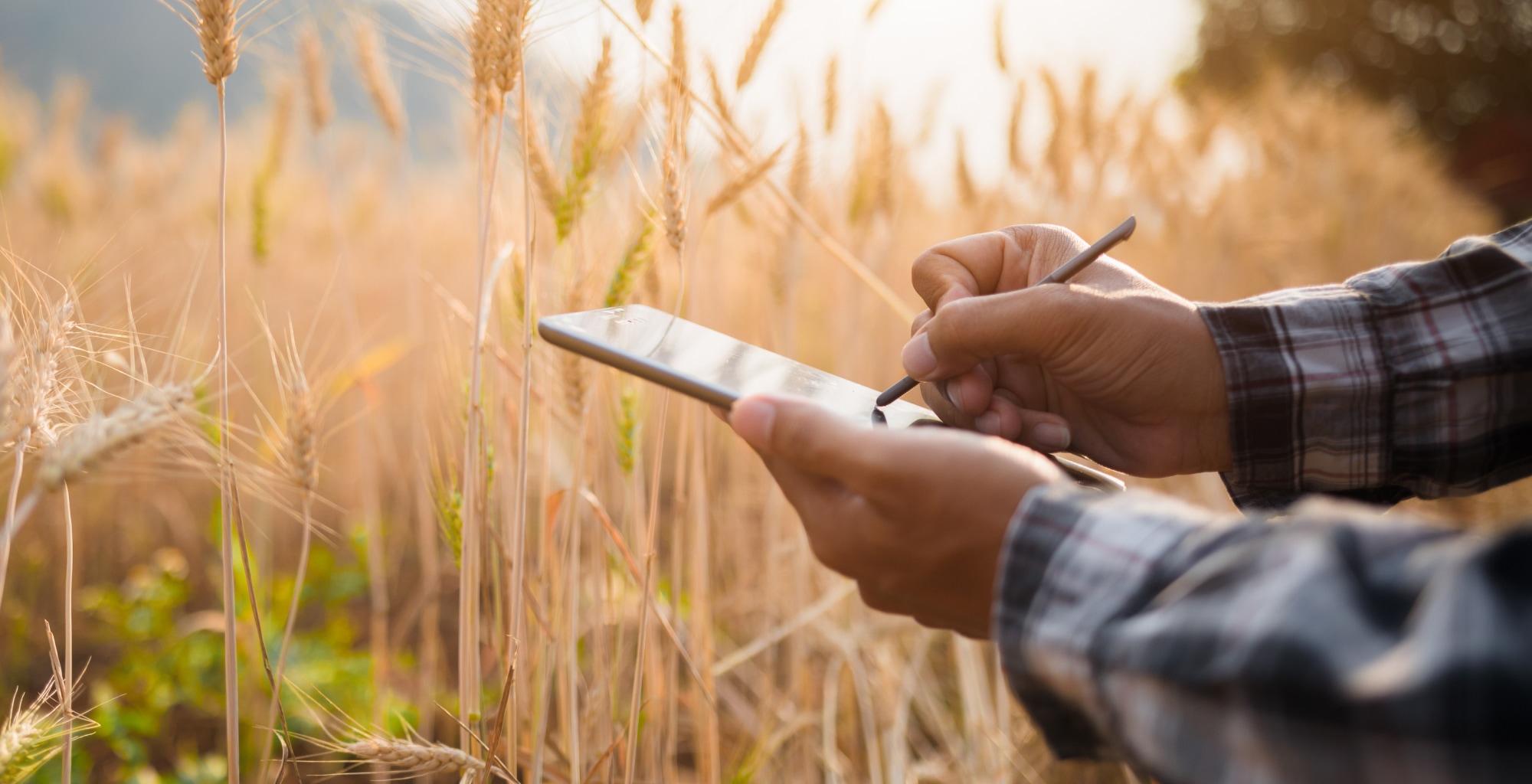 Conoce más sobre Data Services