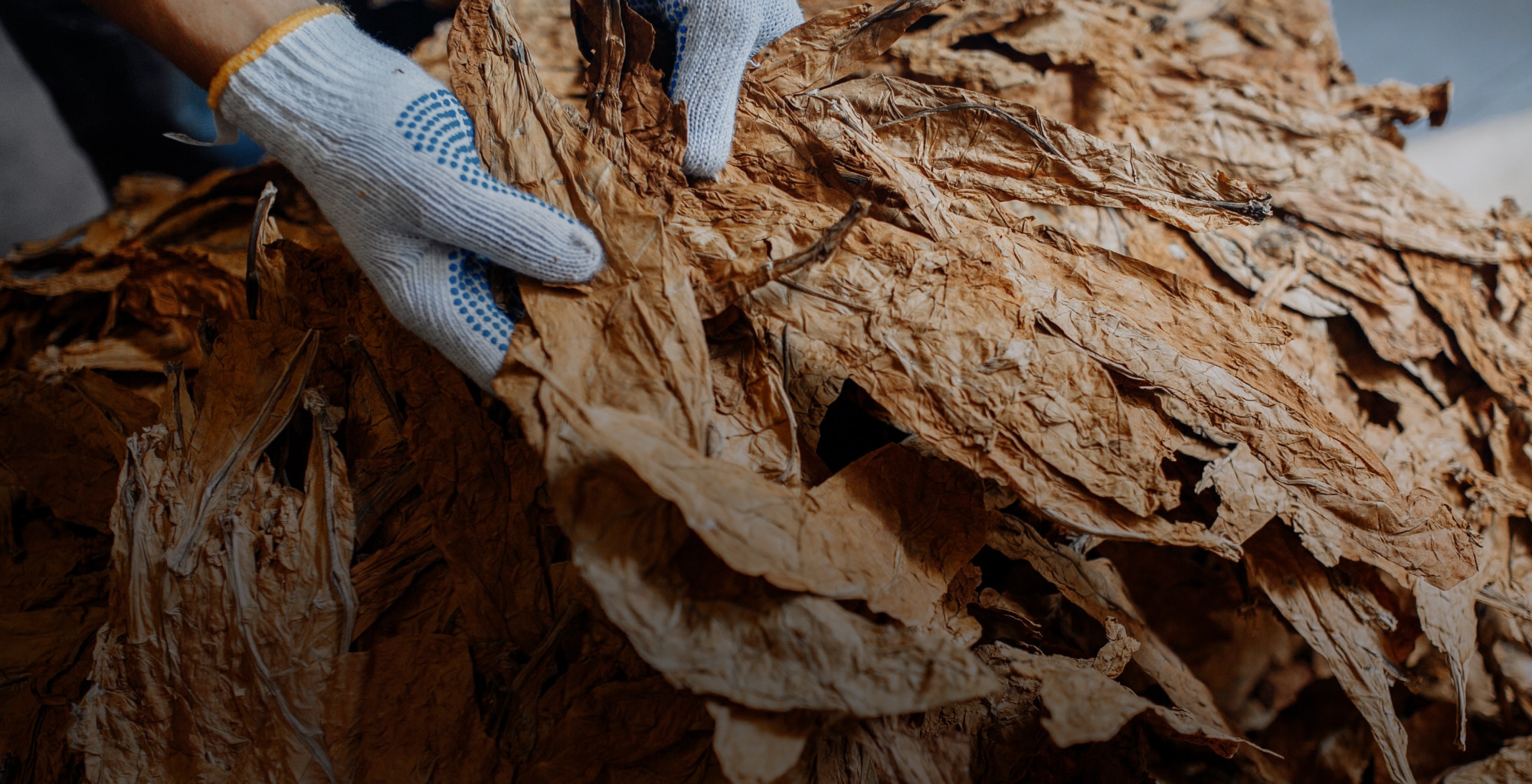 Garantizamos la trazabilidad y calidad de Tabacos El Guajiro