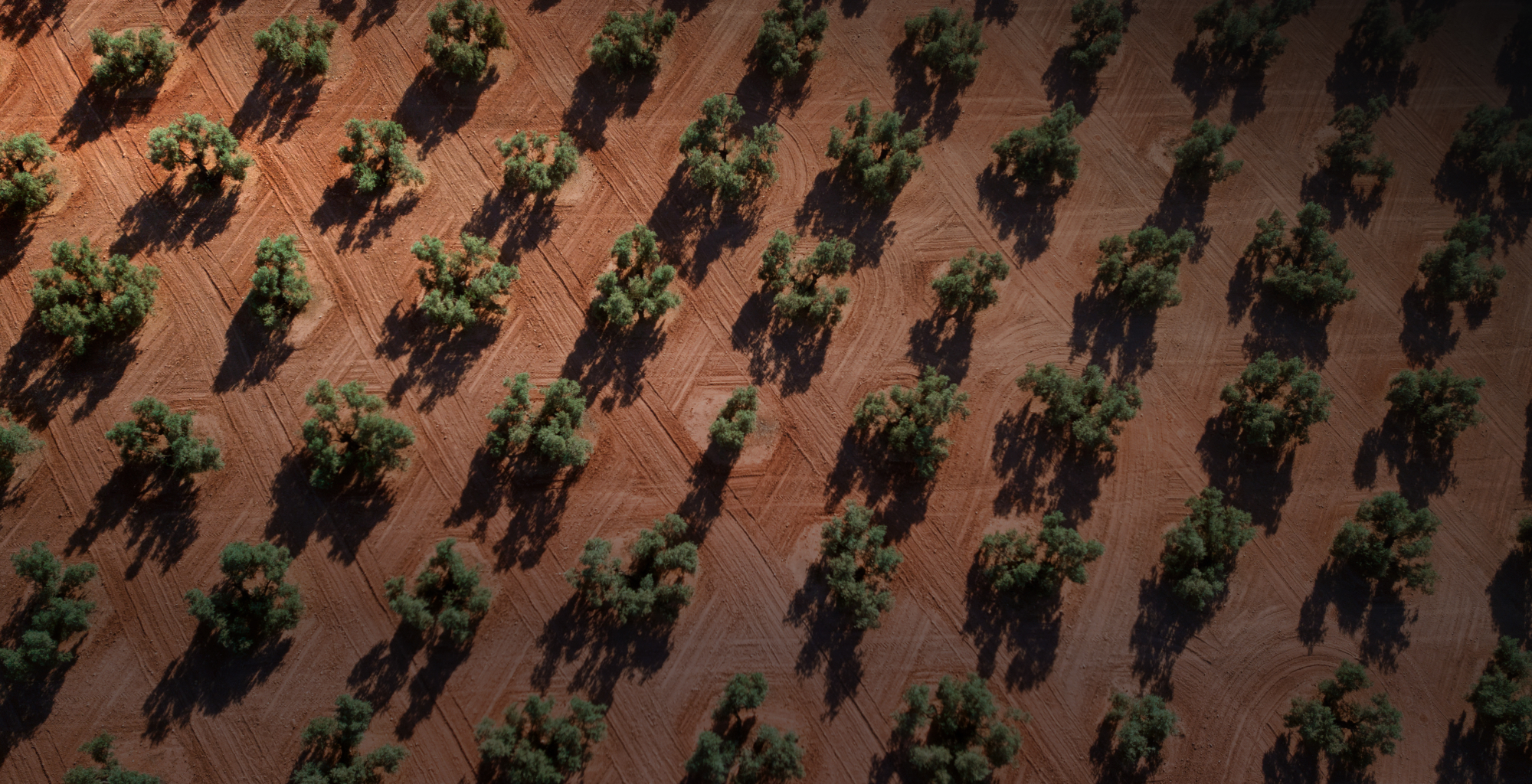 Image from Telefónica Tech showing an aerial view of an olive grove, with rows of olive trees visible on the farmland.